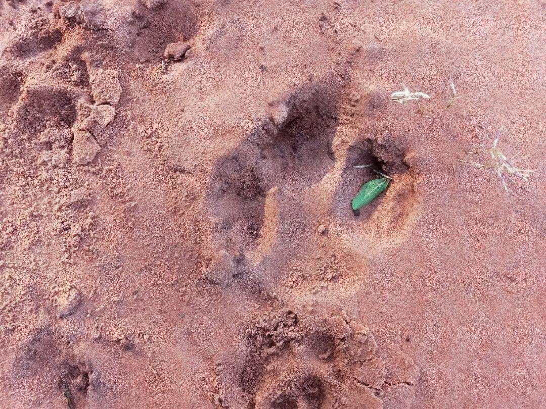 PHOTO 1 - Tapir footprint in the urban area of Campo Grande, Mato Grosso do Sul State, Brazil
